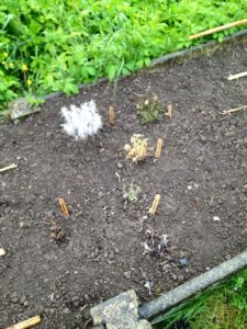 Bref passage au jardin sous une pluie battante. Les plantes ont-elles survécu à cette semaine glaciale ?