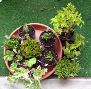 Emplettes aux Bucoliques auprès de l'Apothèque du Jorat. Ces médicinales attendront un peu à l'abri sur le balcon et seront plantées au jardin après les saints de glace, c'est à dire à la mi-mai.