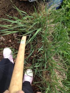 La fin du désherbage de base : enlever les derniers chiendents