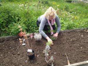 Première plantation : les rescapées de mon balcon : un essai de transplantation dans cette nouvelle terre