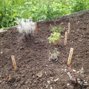 Vont-elles s'acclimater ? Quelques douces paroles et les prochaines semaines le diront ...