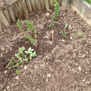 Essai de transplantation de millepertuis depuis mon ancien jardin médicinal