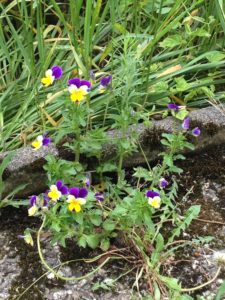 Viola tricolor - la pensée sauvage: le miracle des couleurs et une précieuse médicinale douce, adaptée aux enfants