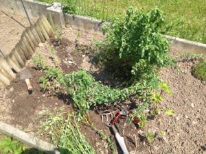 Essai de transplantation de millepertuis depuis mon ancien jardin ...