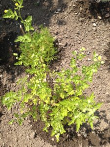 La grande Camomille prépare ses fleurs.