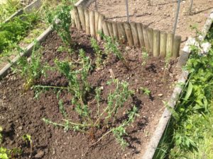 Le coin des millepertuis : ça a fait mal au coeur de devoir les tailler autant, mais c'était nécessaire. Il est important d'établir un équilibre entre la longueur et le volume des racines et ceux des tiges, pour que les plantes s'adaptent bien à leur nouvel environnement. Maintenant la pluie leur fera du bien.