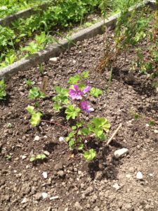 A mon arrivée au jardin, la mauve me fait signe, toute fière de ses belles fleurs.