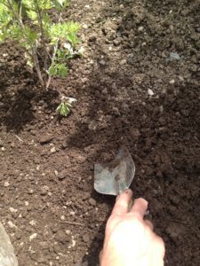 Séance obligée de désherbage, surtout après toute cette pluie.