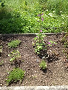 La mauve: une constante et belle présence. Devant à gauche, l'achillée millefeuille prend son espace