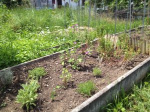 Jardin médicinal dans jardin naturel <3
