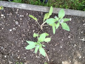 Après quelques jours, bourrache s'est déjà bien installée ... ça promet ! 