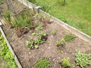 Au fond, les millepertuis se sont redressés. La pluie les a aidés à s'enraciner. 