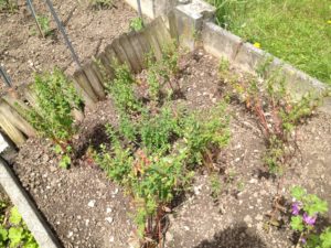 ça va être beau cette herbe soleil ... je le pressens