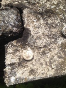 La nature se fait artiste