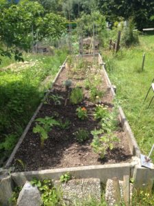 Une vue d'ensemble sous le soleil  : tout va bien, sauf pour le pavot qui s'est fait dévorer ... 