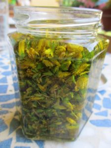  Préparation d'une macération solaire de Millepertuis de mon jardin 