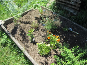 Les fleurs bleues c'est Nigella Sativa: le Cumin Noir, qui donne une huile aux multiples propriétés
