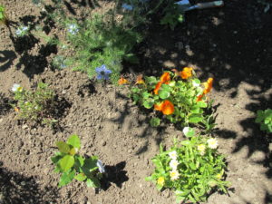 Pensée sauvage, Cumin noir, Capucine, Laurier, Souci 