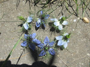Nigella Sativa: le Cumin noir 