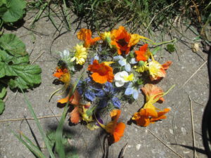 Fleurs de Cumin noir, Pensée sauvage, Capucine, Souci