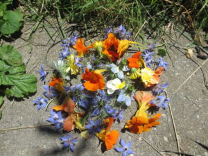 Cueillette du 17.7.16: Fleurs de Cumin noir, Pensée sauvage, Capucine, Souci et Bourrache