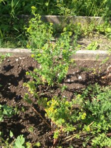 Les millepertuis prêts à s'ouvrir