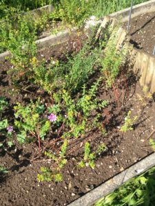 Tous les millepertuis se sont bien adaptés à leur nouveau jardin