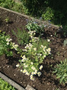 Ah la Camomille, une grande parmi les grandes ...