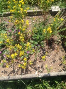 L'herbe soleil de la Saint-Jean