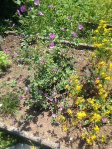 Mauve et Millepertuis, bons voisins