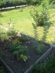 Angélique, Absinthe, Capucine, Cumin noir, Laurier, Camomille 