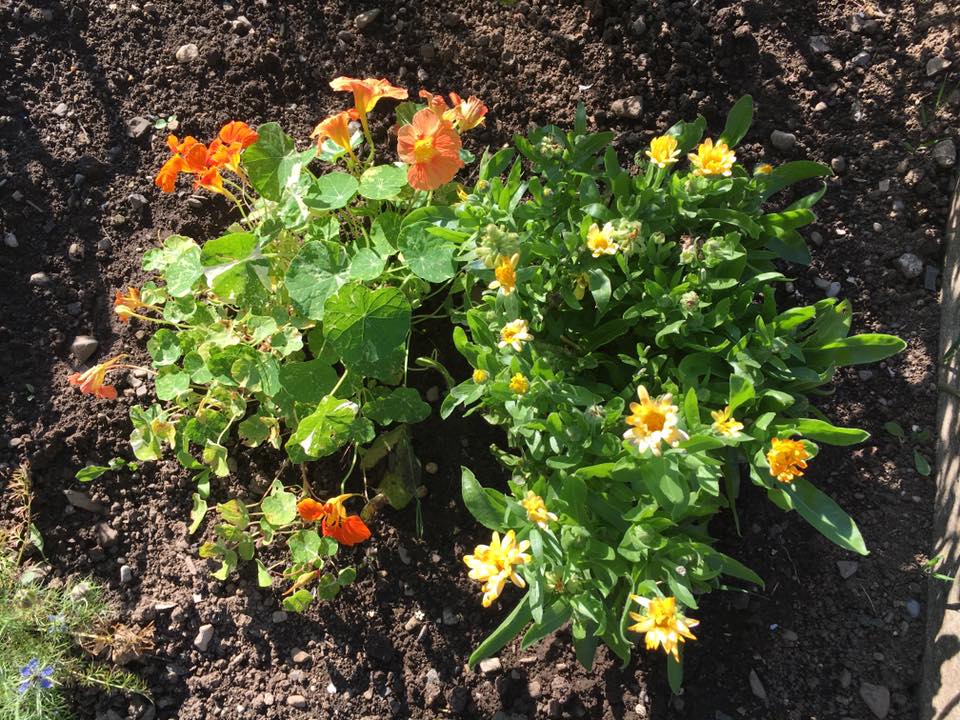 Capucine et Calendula