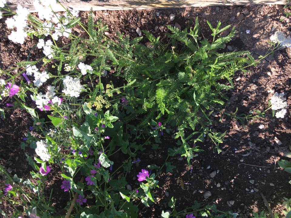 Mauve et Achillée millefeuille