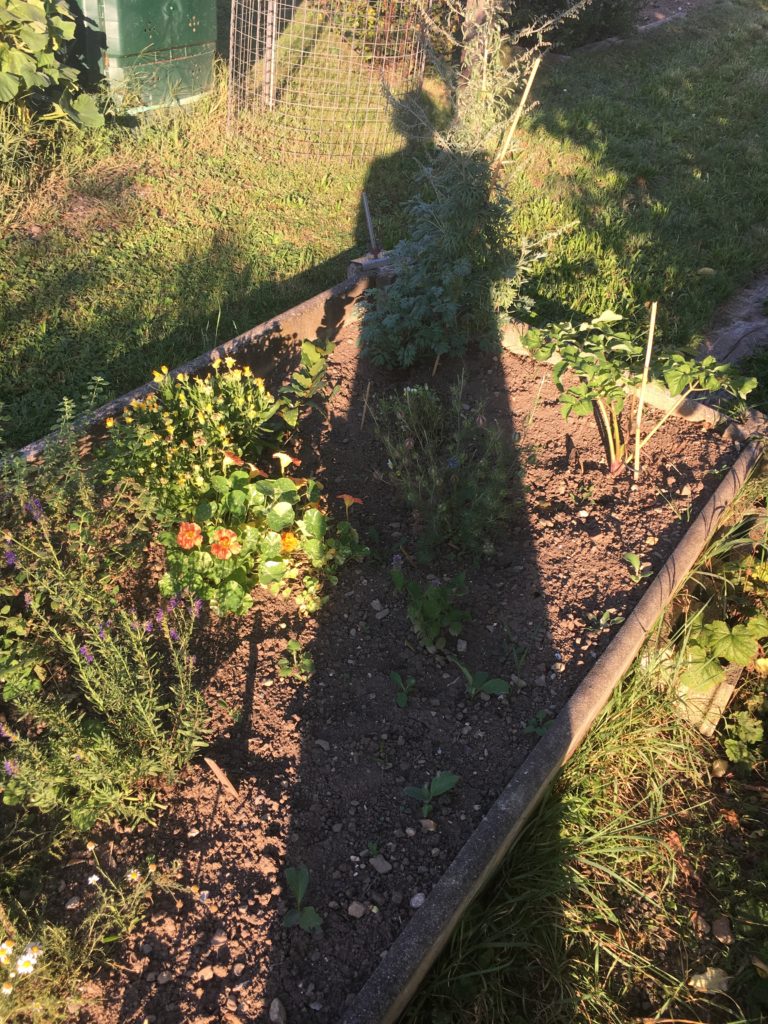 Bien-veillante au jardin