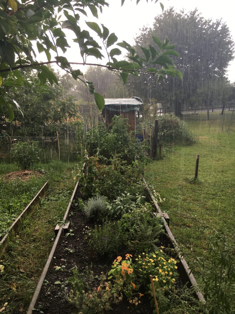 Soir d'orage - le jardin se réjouit