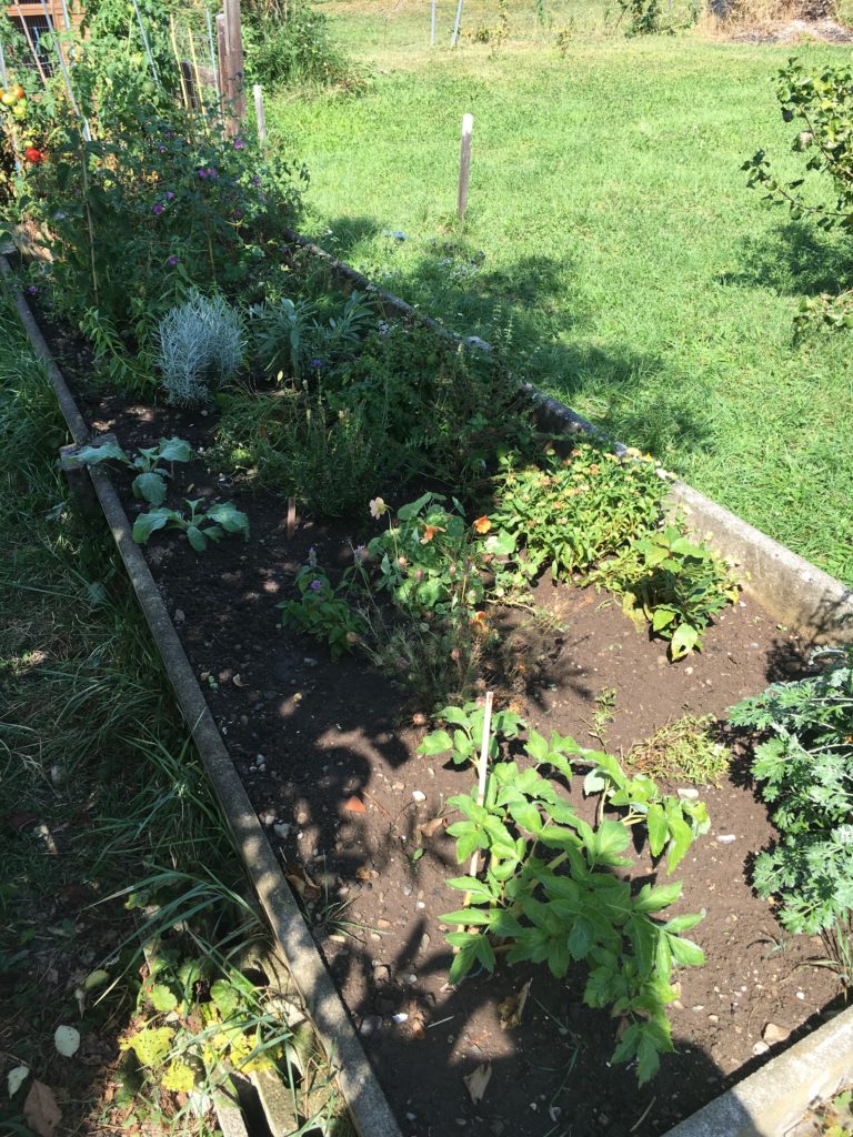 Il y a plein de graines prêtes à se semer au gré du vent dans le jardin ...