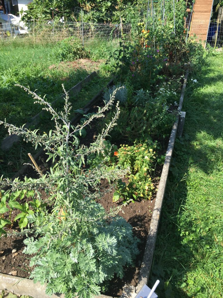 L'absinthe toujours majestueuse gardienne du jardin