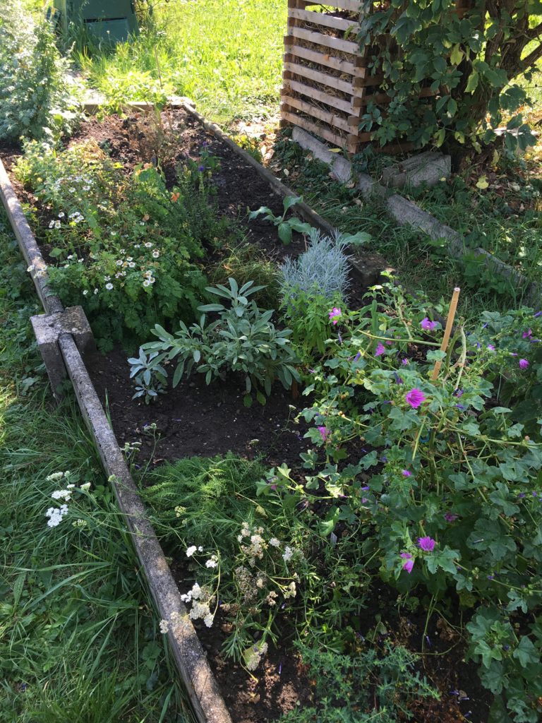 Merci au jardin, au soleil et à la pluie pour cette belle exubérance