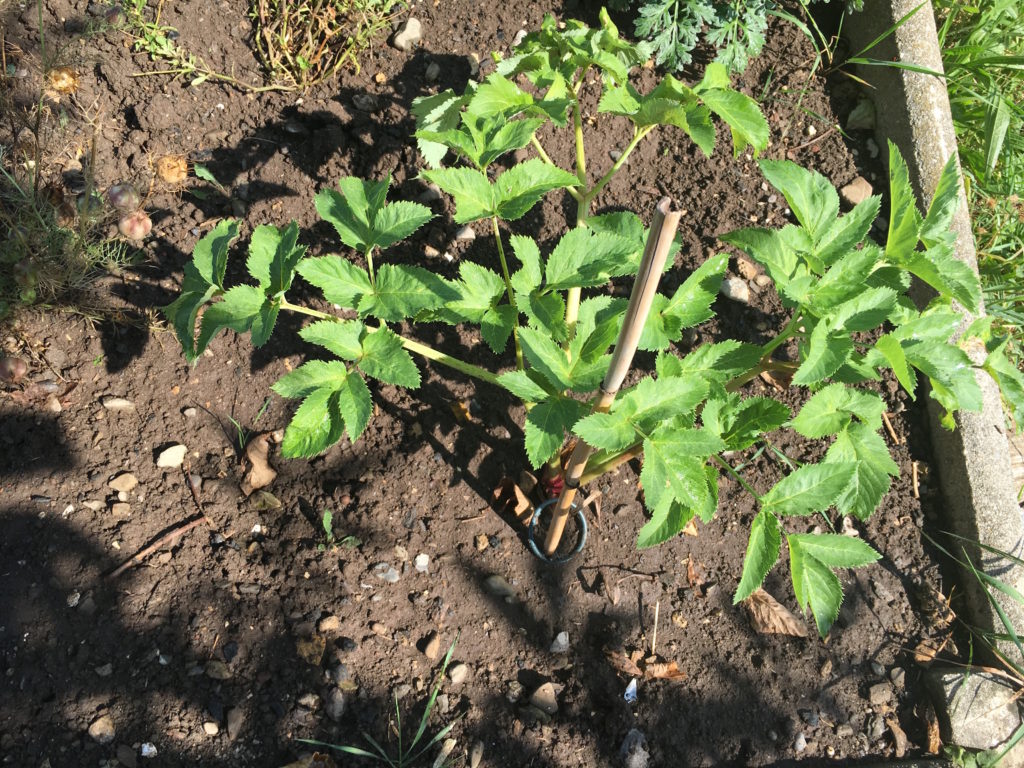 Les premières feuilles d'automne sont tombées au pied de l'Angélique ...