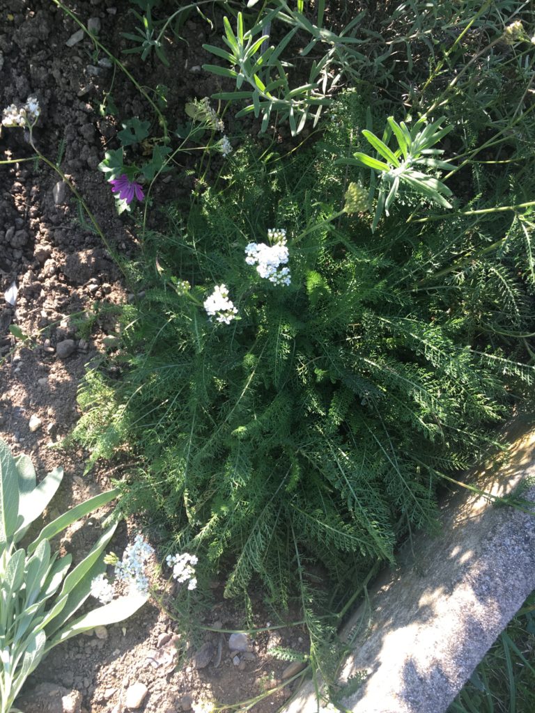L'achillée millefeuille - une grande plante pour les femmes de tous les âges