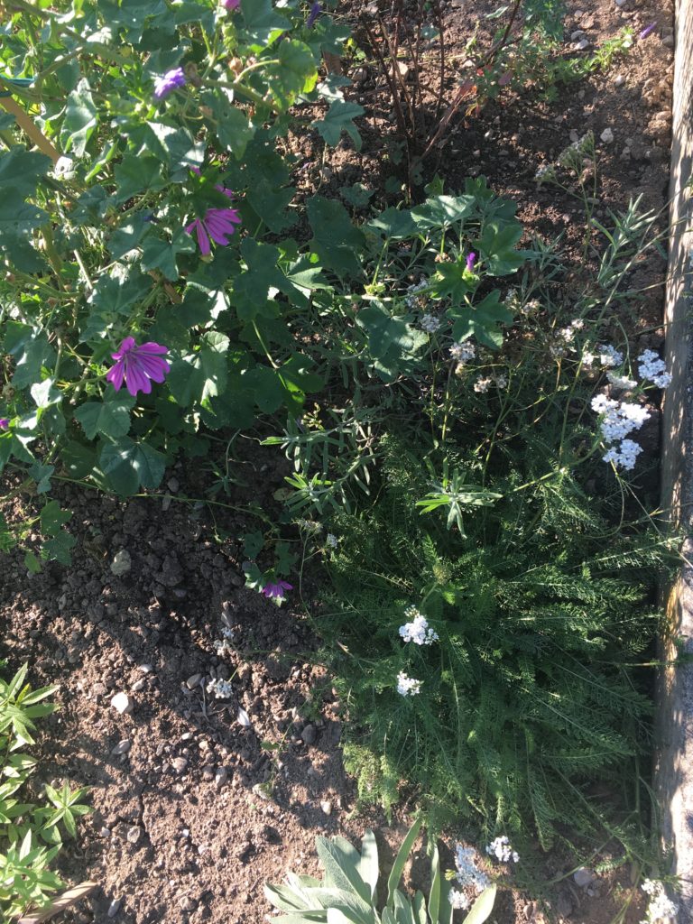 L'achillée millefeuille a su maintenir sa place à côté de la mauve, ce qui n'était pas gagné d'avance