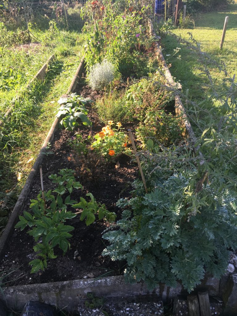 Le jardin sous la lumière de l'automne