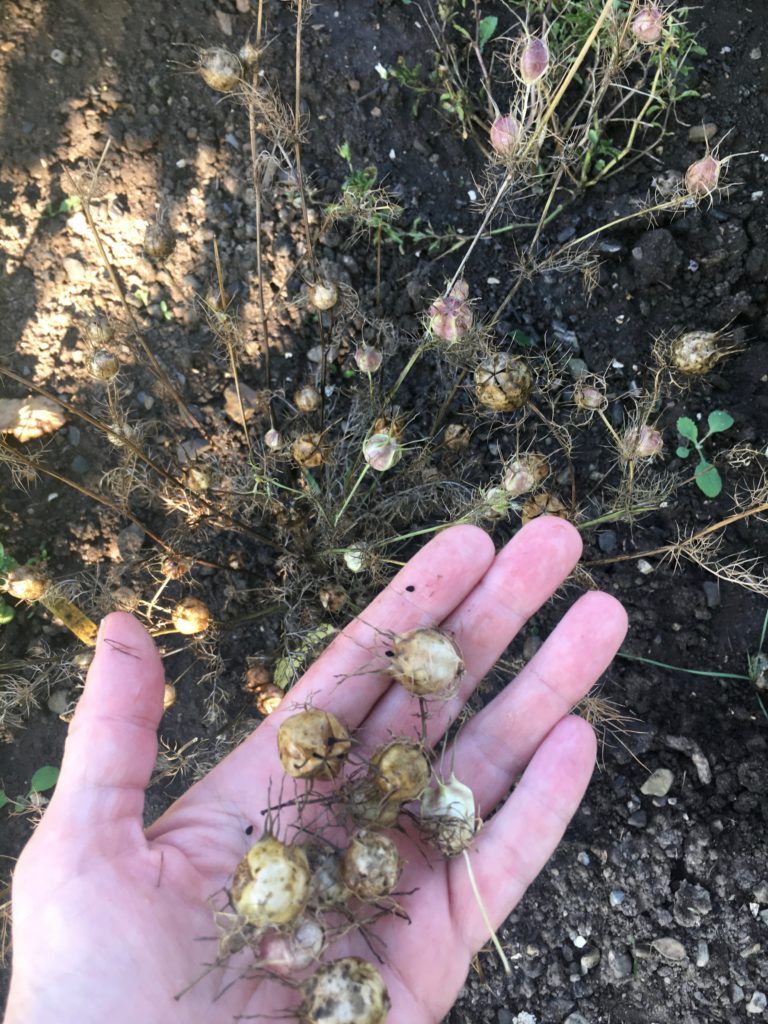 Les fruits du cumin noir (Nigella Sativa), et je vais en récolter les graines