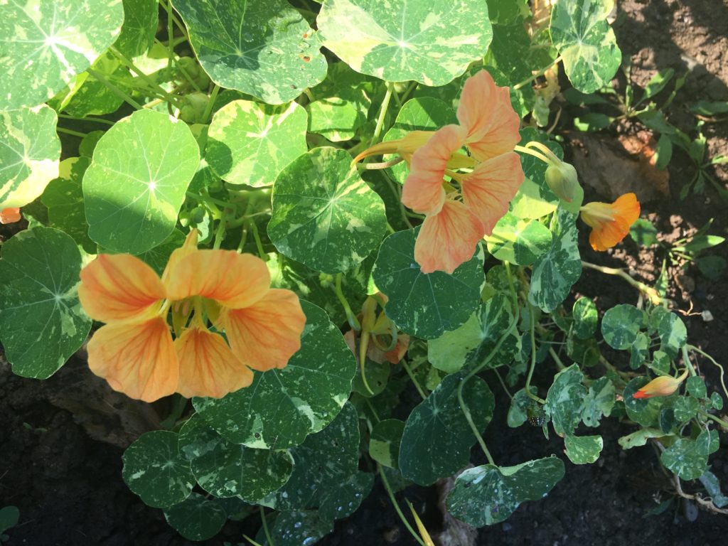 Les capucines, les fleurs joyeuses du jardin