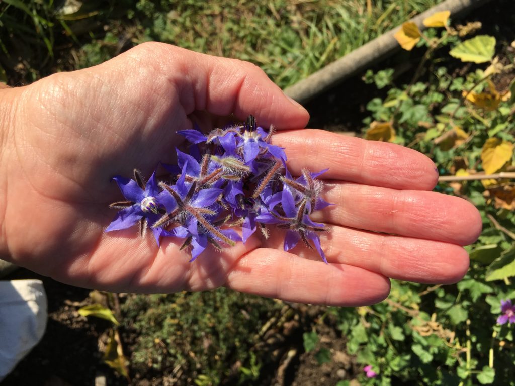 Cueillette de fleurs de bourrache