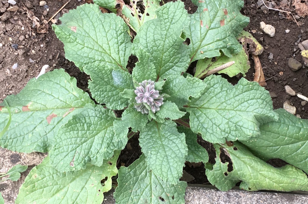 La bourrache prête à refleurir