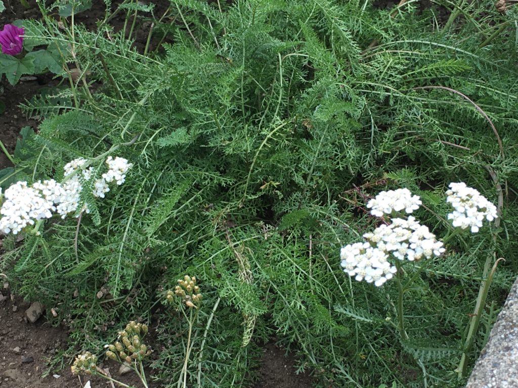 L'achillée millefeuille