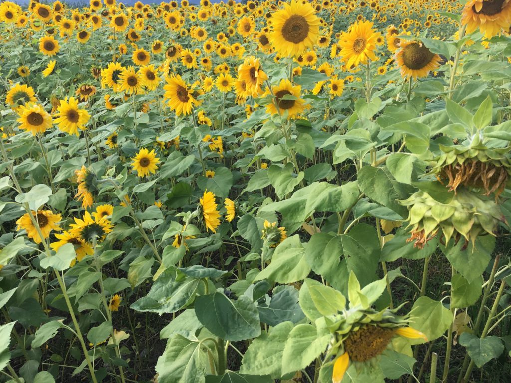 Un champ de tournesols à proximité du jardin
