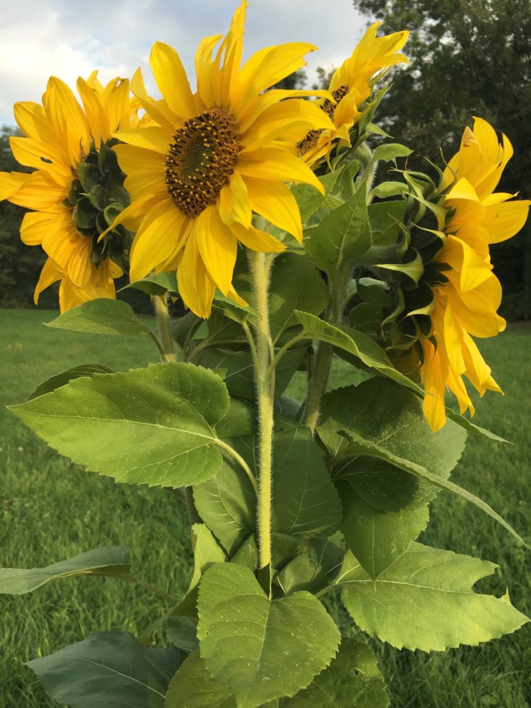 Les beautés de l'automne