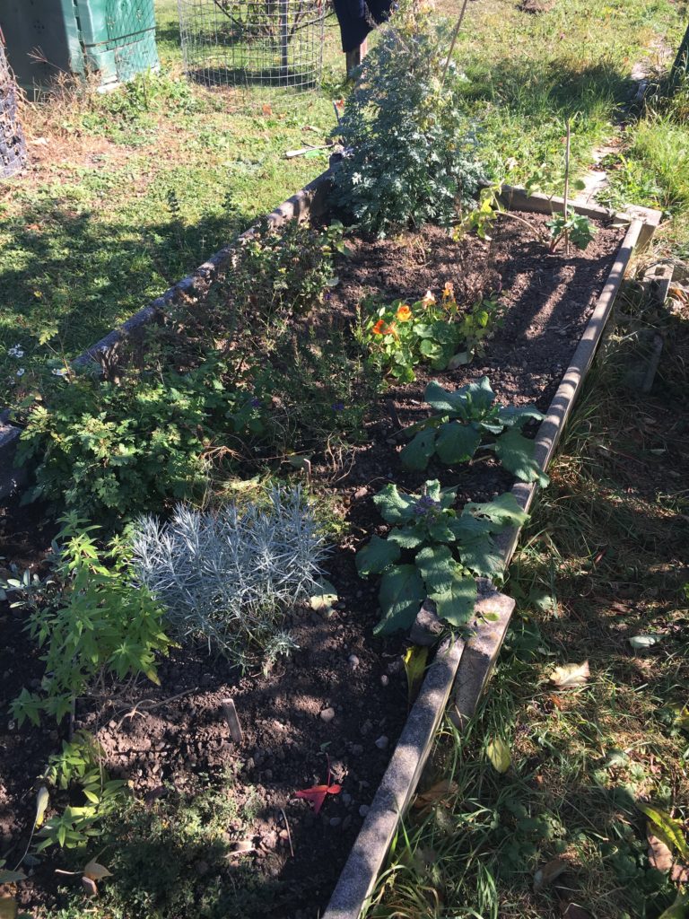 Le jardin donne encore de toute sa générosité